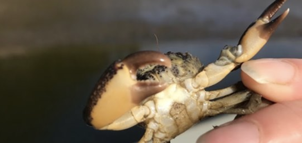 The Smooth Mud Crab - the first of its species discovered in Maine